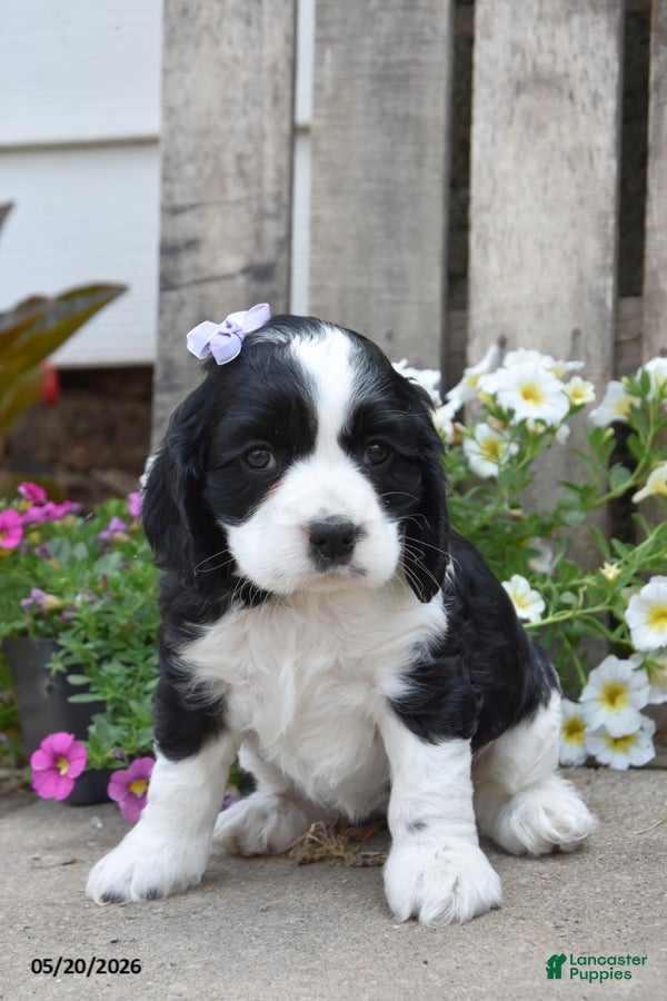 Cocker Spaniel dogs May - Ad 2
