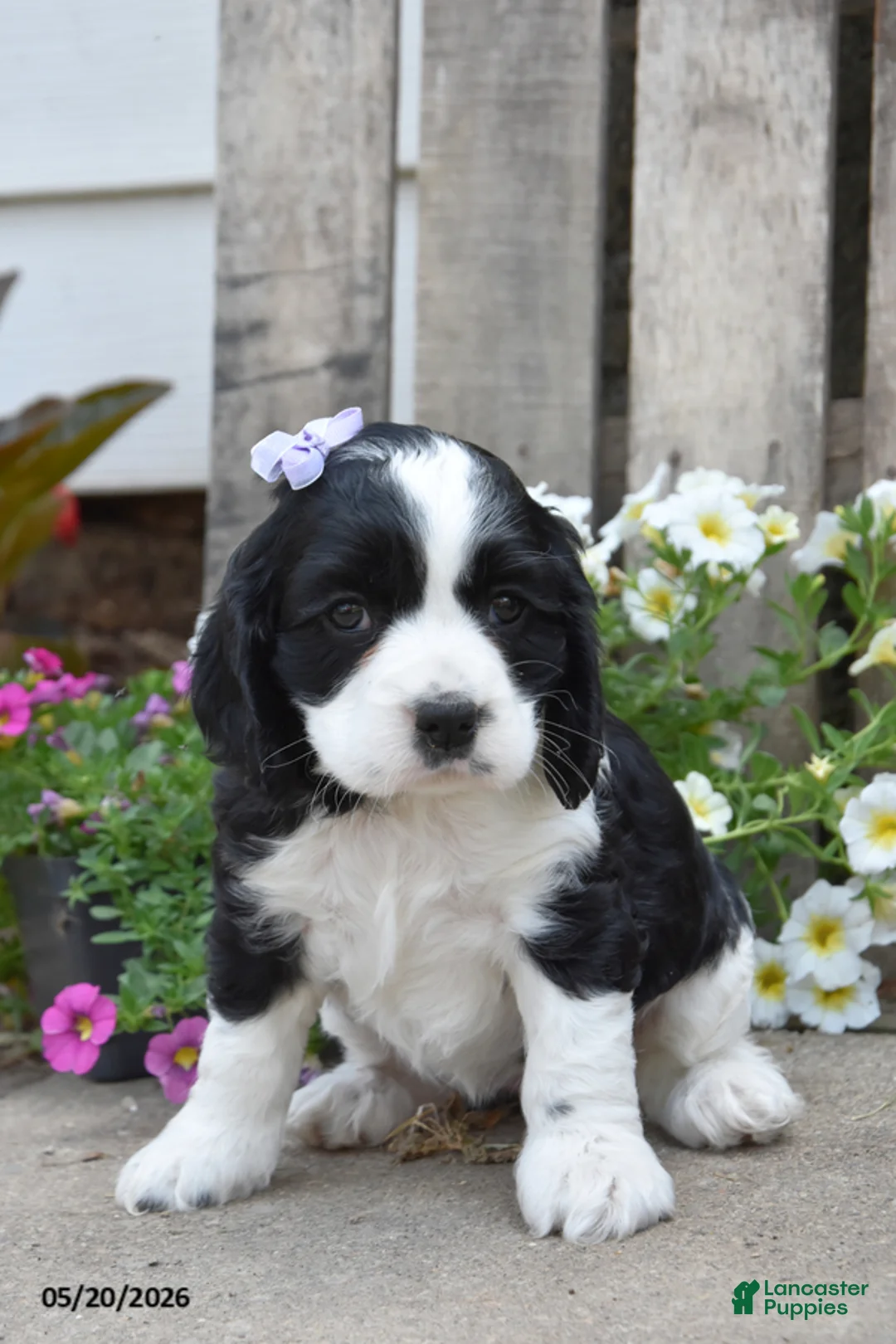 Cocker Spaniel dogs for sale: May - Ad 2