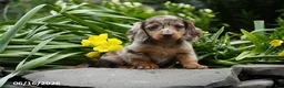 Miniature Dachshund dogs for sale: Kiwi - Ad 4