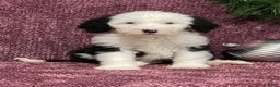 Sheepadoodle dogs for sale: Kenzie - Ad 2