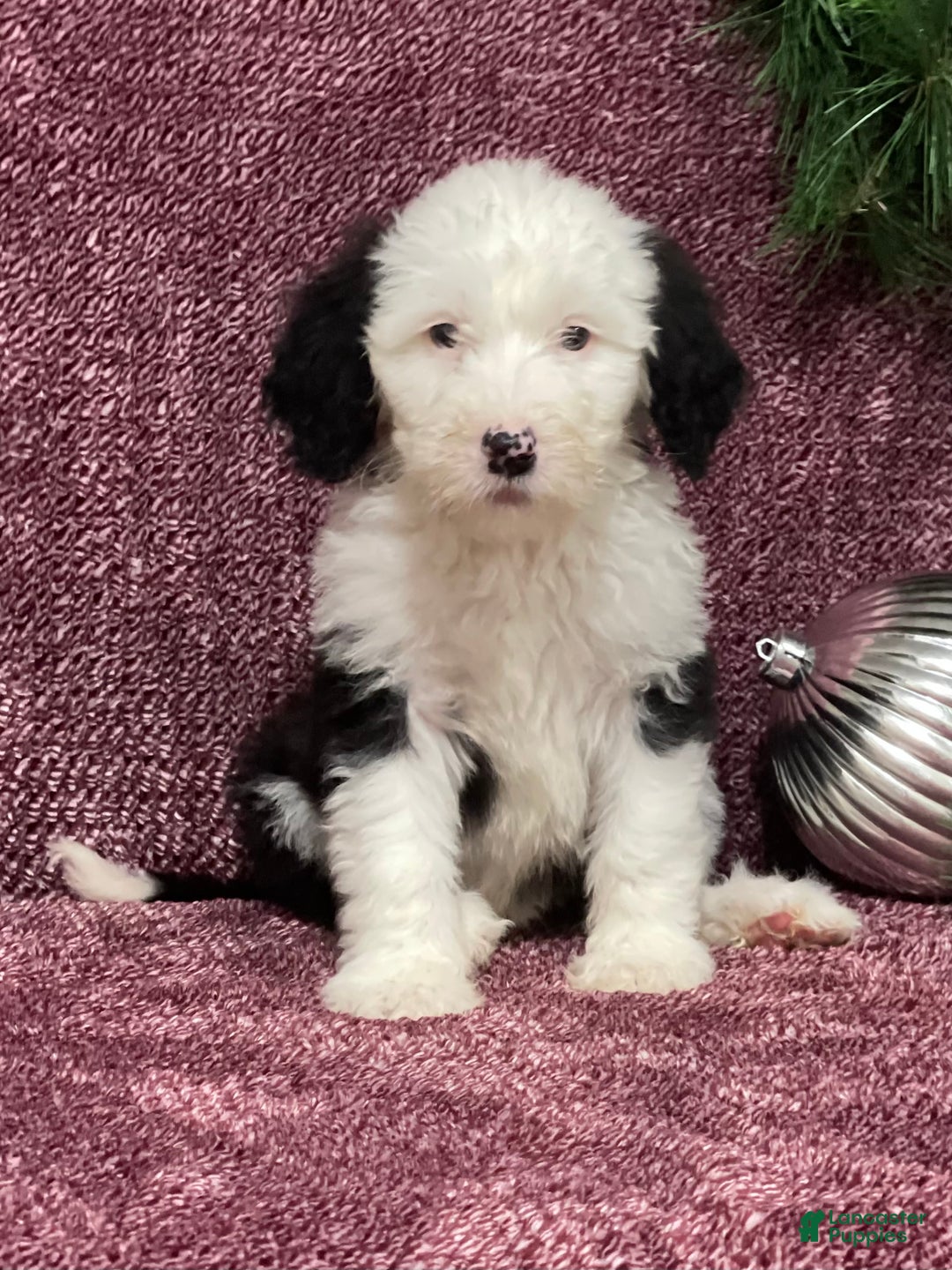 Sheepadoodle dogs for sale: Kenzie - Ad 2