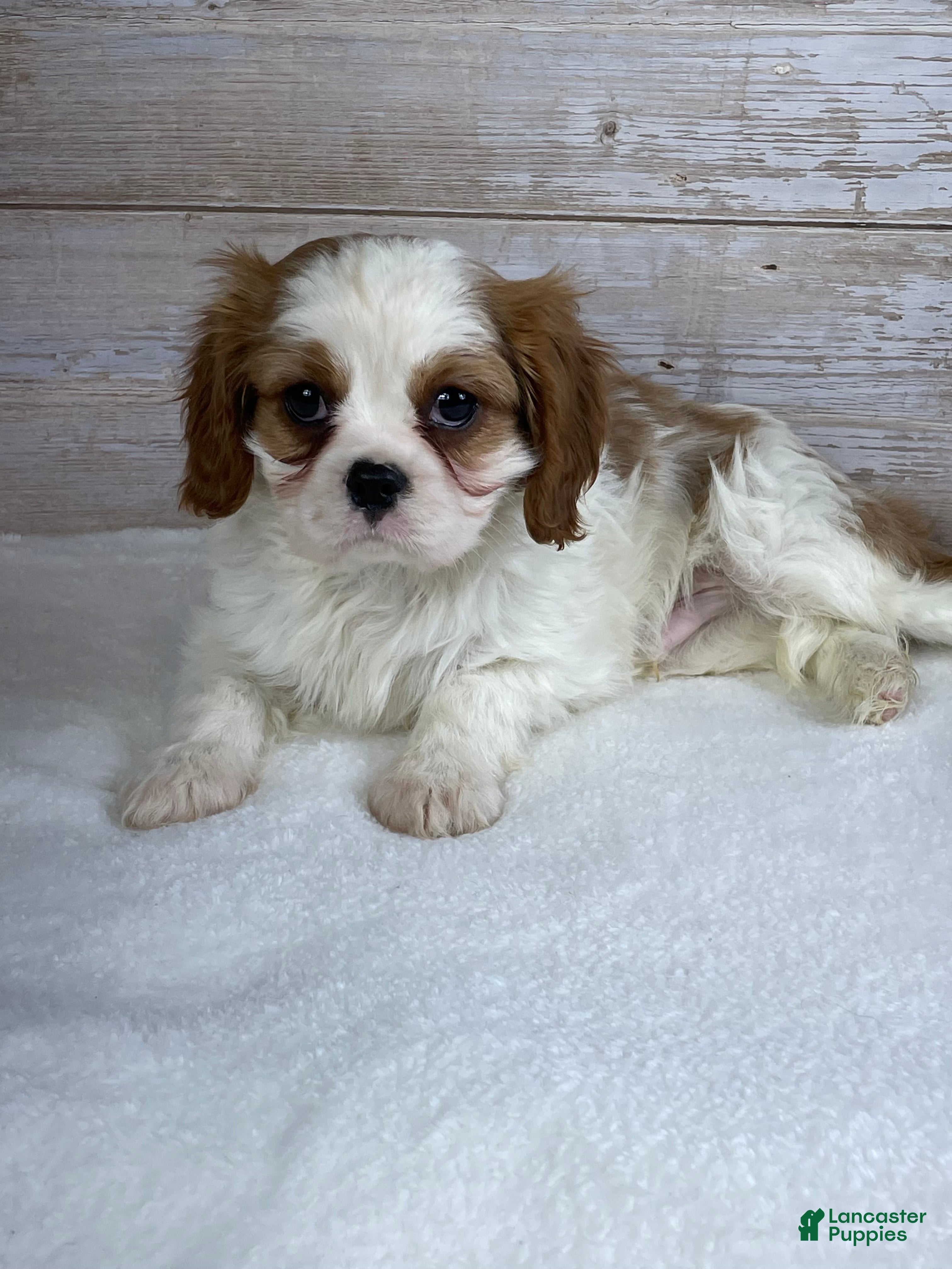 Cavalier King Charles Spaniel dogs Benji - Ad 1