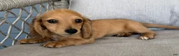 Miniature Dachshund dogs for sale: Suede - Ad 3