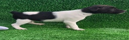 Jack Russell Terrier dogs for sale: Jack Russell Terrier Puppy 3 - Ad 11