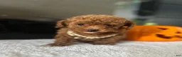 Toy Poodle dogs for sale: Sandy  - Ad 5