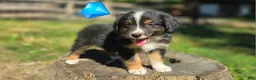 Australian Shepherd dogs for sale: Australian Shepherd Puppy 7 "Diam" - Ad 5