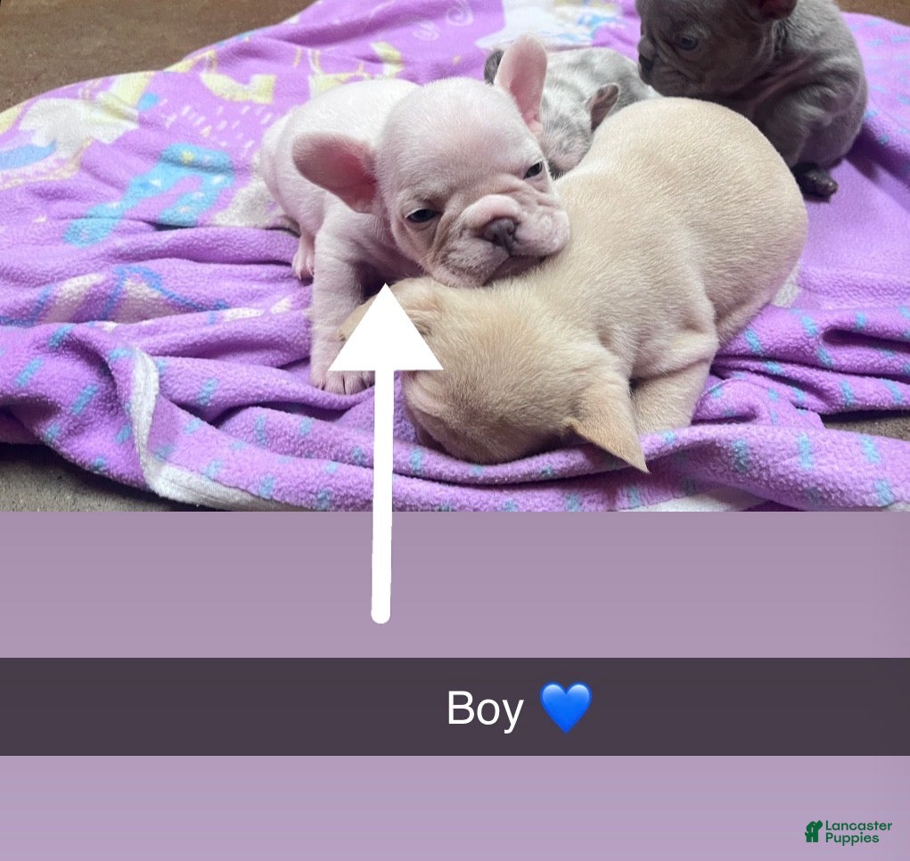 French Bulldog dogs for sale: French Bulldog boy 2 - Ad 18