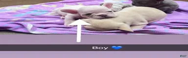 French Bulldog boy 2