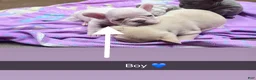 French Bulldog dogs for sale: French Bulldog boy 2 - Ad 1