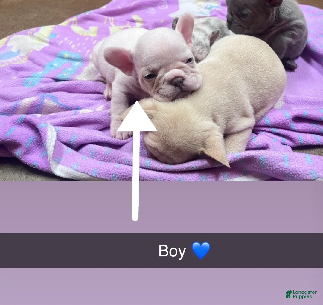 French Bulldog dogs for sale: French Bulldog boy 2 - Ad 1