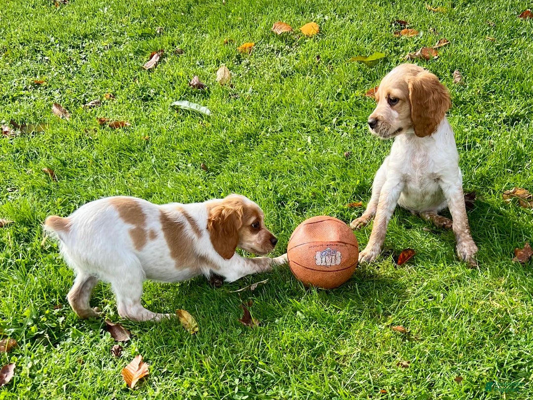 Brittany Spaniel dogs for sale: Autumn - Ad 4