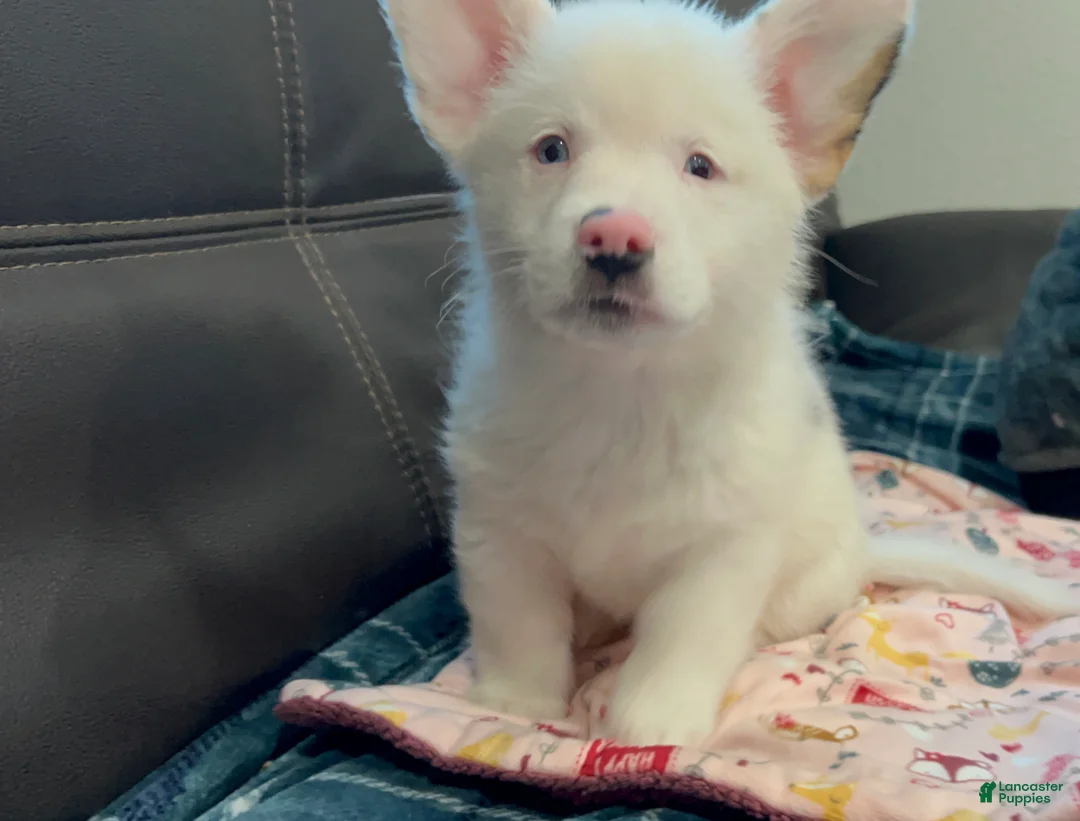 Welsh Corgi Pembroke dogs for sale:  Wolfie Stache - blue eyes - Ad 2