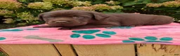 Labrador Retriever dogs for sale: Nora - Ad 6