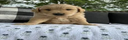 Golden Retriever dogs for sale: Fletcher - Ad 14