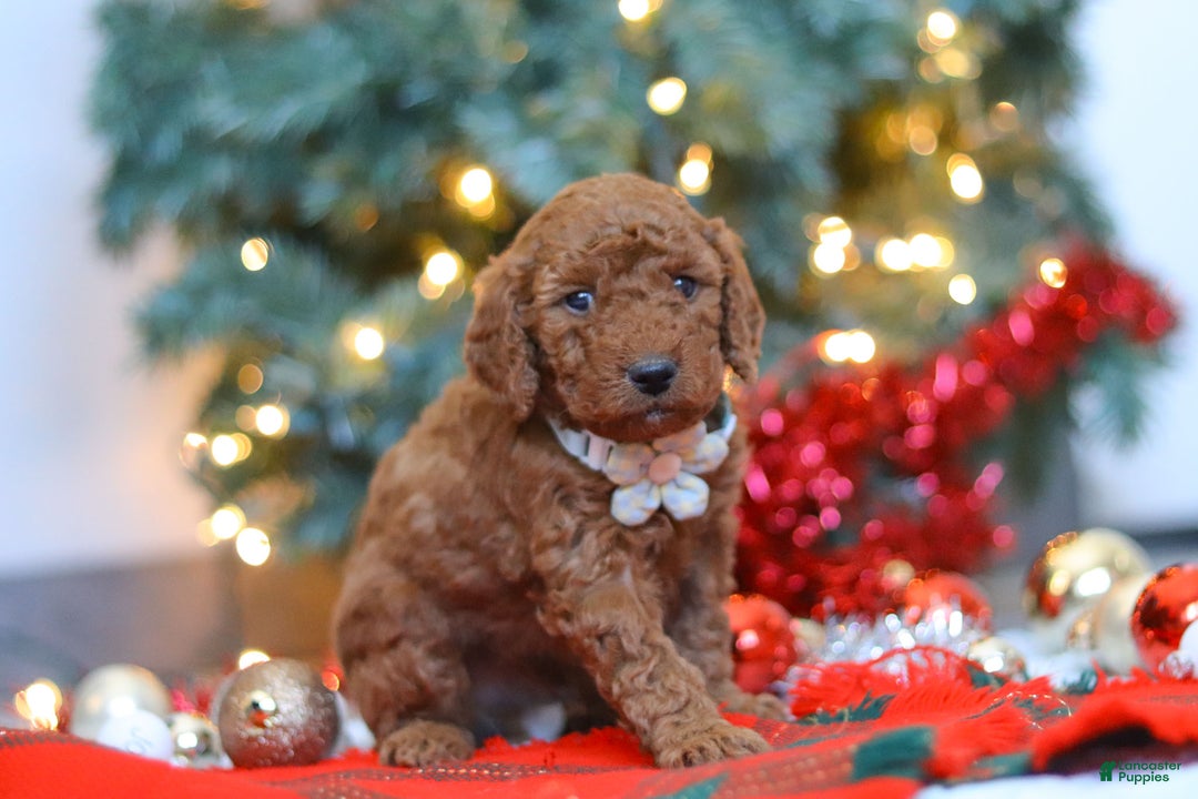 Mixed Breed dogs for sale: Gordon – Male (M7928) - Ad 3