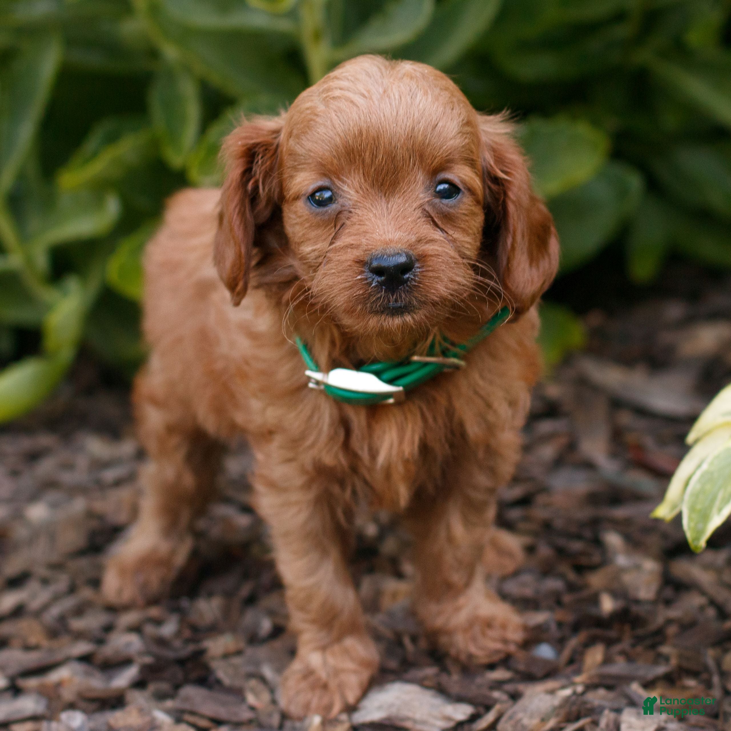 Cavapoo dogs Lana  - Ad 1