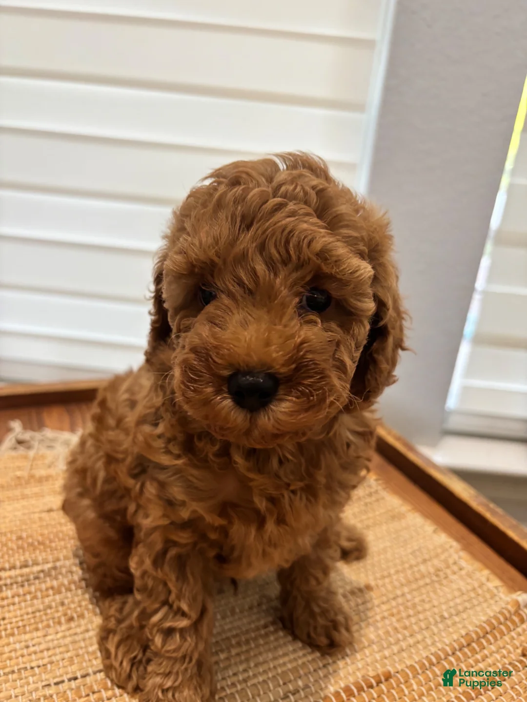 Toy Poodle dogs for sale: Luna - Ad 11