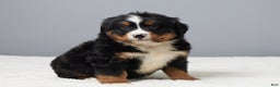 Bernese Mountain Dog dogs for sale: Freddie - Ad 4