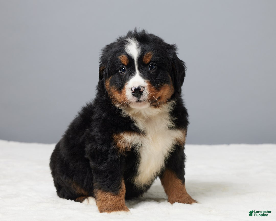 Bernese Mountain Dog dogs for sale: Freddie - Ad 4
