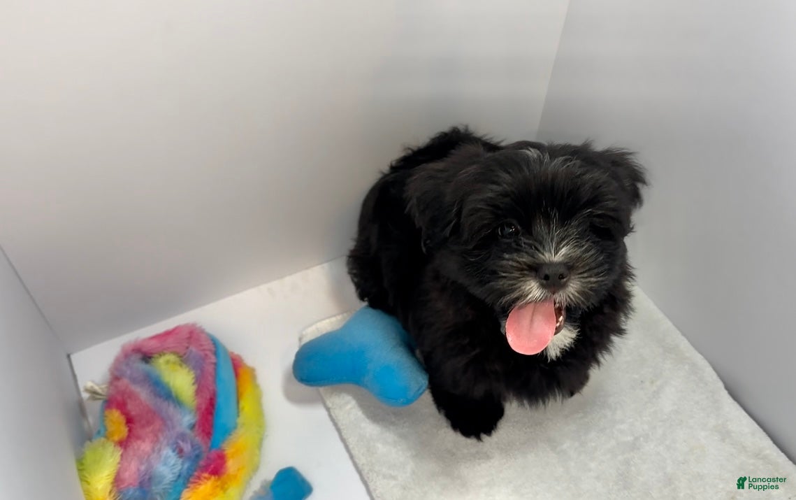 Mixed Breed dogs Knight Lightening  - Ad 1