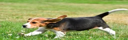 Beagle dogs for sale: Teddy - Ad 11