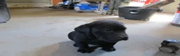Labrador Retriever dogs for sale: Labrador Retriever Puppy 3 - Ad 18