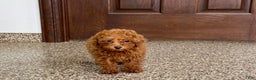 Maltipoo dogs for sale: Quinn - Ad 6