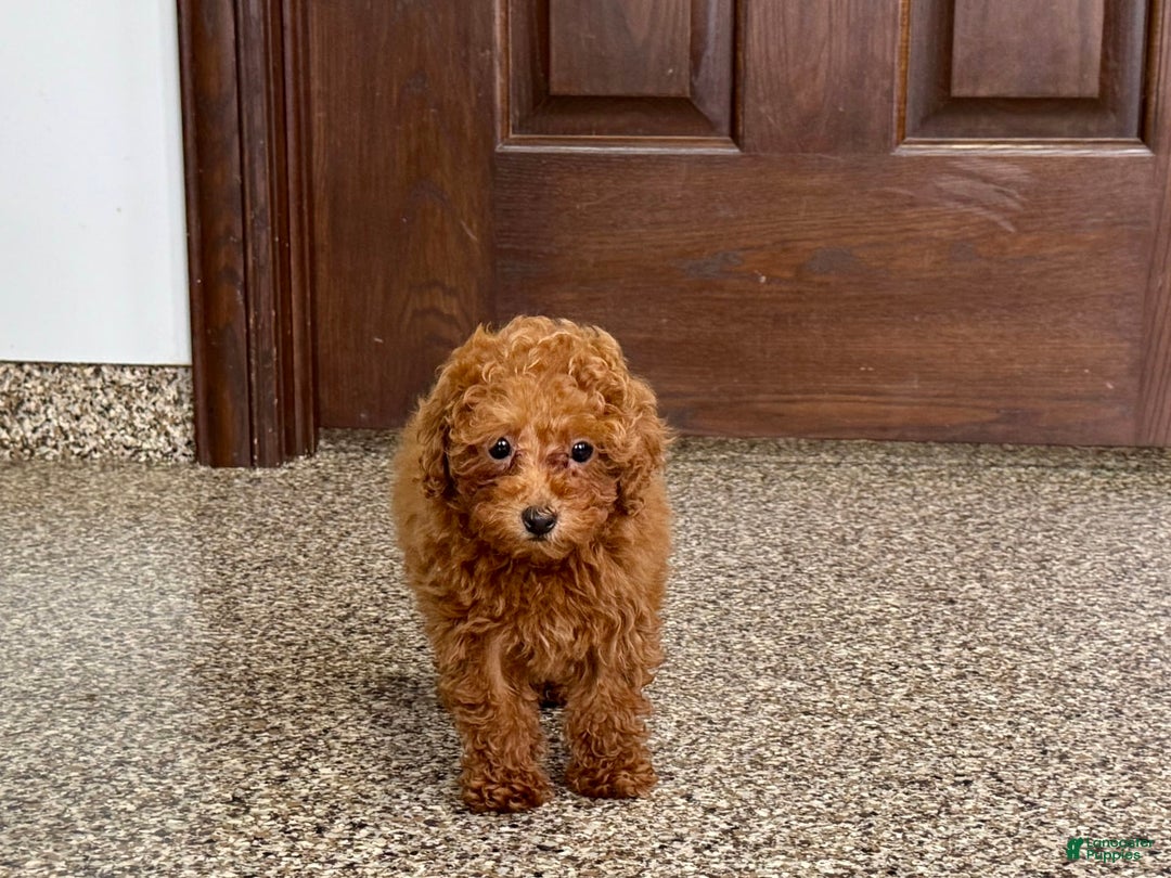 Maltipoo dogs for sale: Quinn - Ad 6