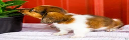 Miniature Dachshund dogs for sale: Brian - Ad 5