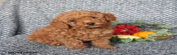 Miniature Poodle dogs for sale: Peanut  - Ad 5