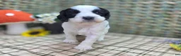Cockapoo dogs for sale: Cottontail - Ad 9