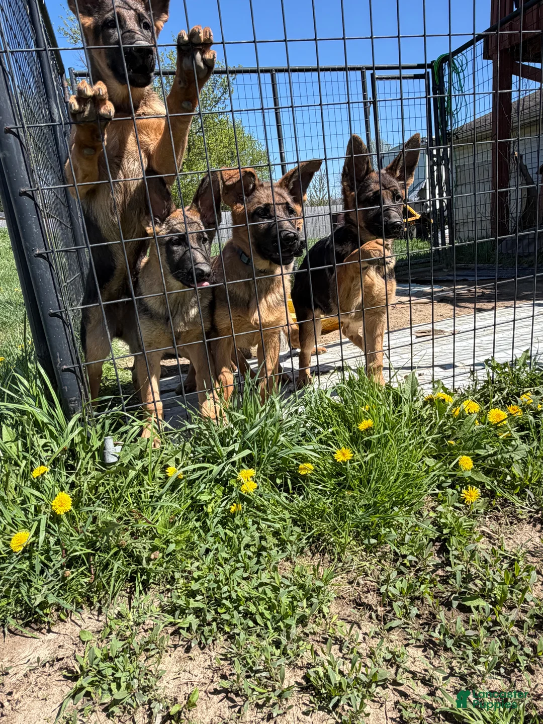 German Shepherd dogs for sale: German Shepherd female  - Ad 2