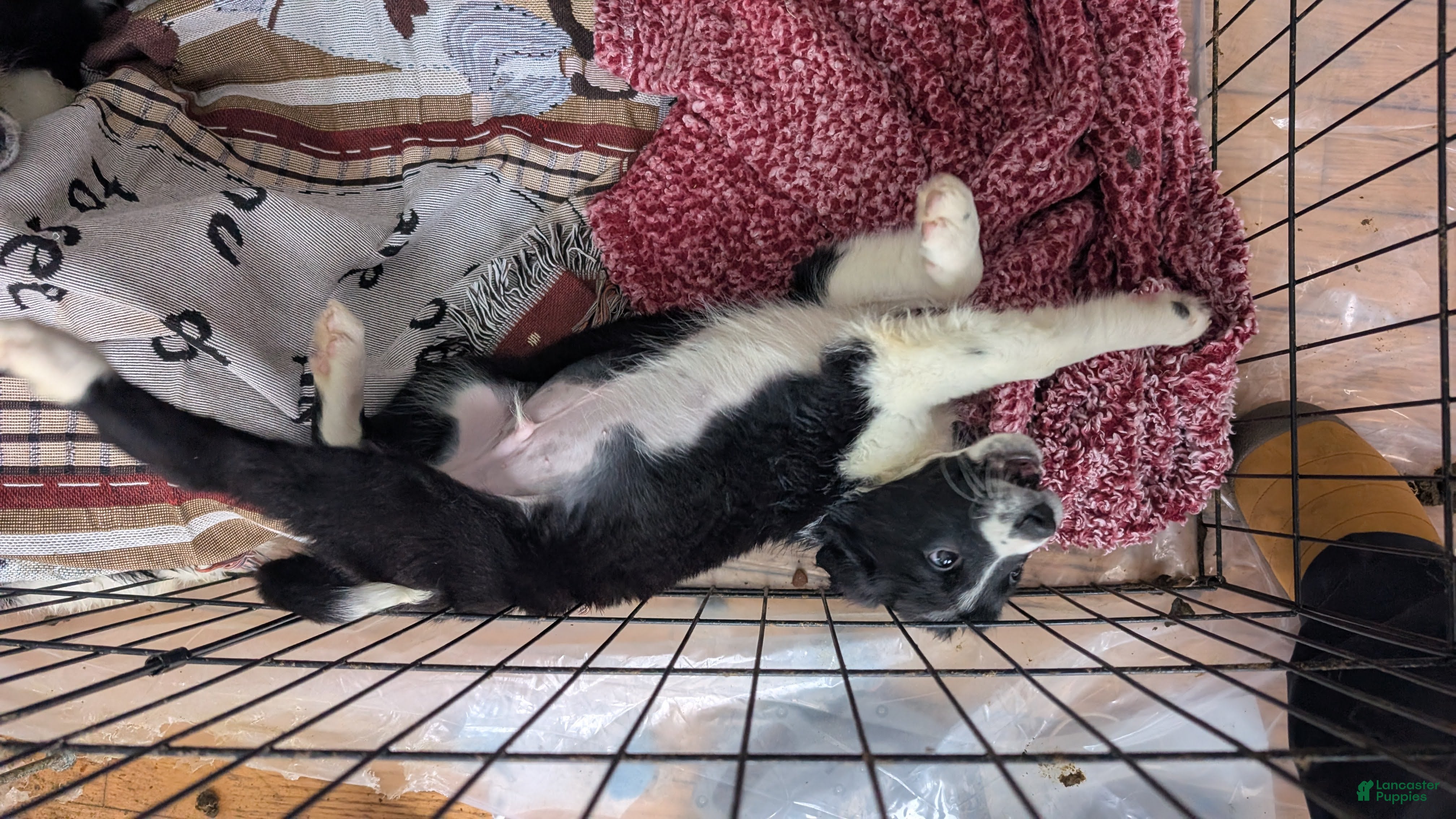 Mixed Breed dogs Male Breed Puppy 3 - Ad 1