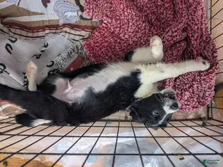 Mixed Breed dogs for sale: Male Breed Puppy 3 - Ad 4