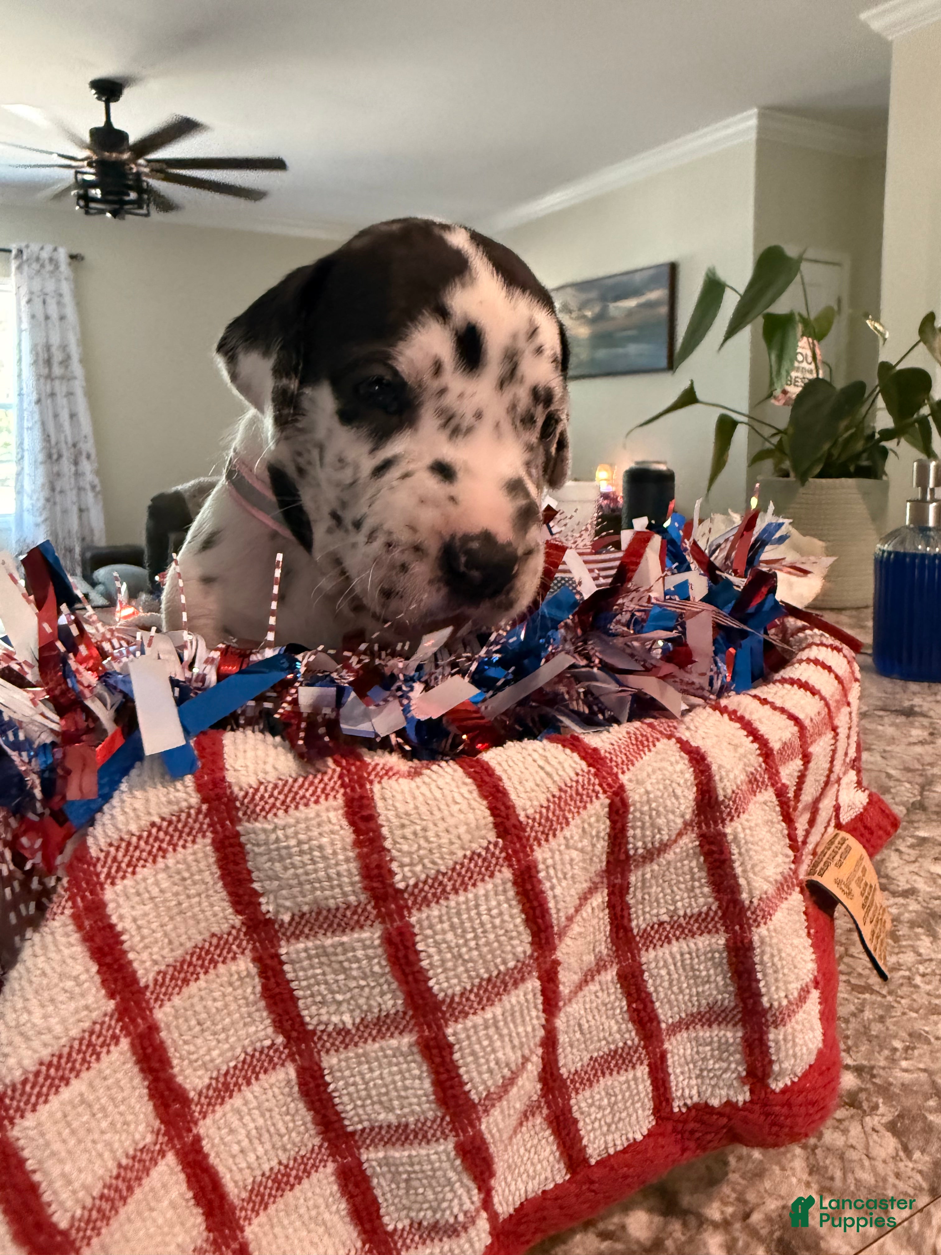 Great Dane dogs Pat Benatar - Ad 2