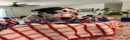 Great Dane dogs for sale: Pat Benatar - Ad 2