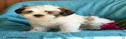 Shih Tzu dogs for sale: Eric - Ad 5