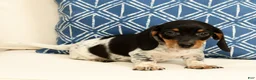 Miniature Dachshund dogs for sale: Clem - Ad 6