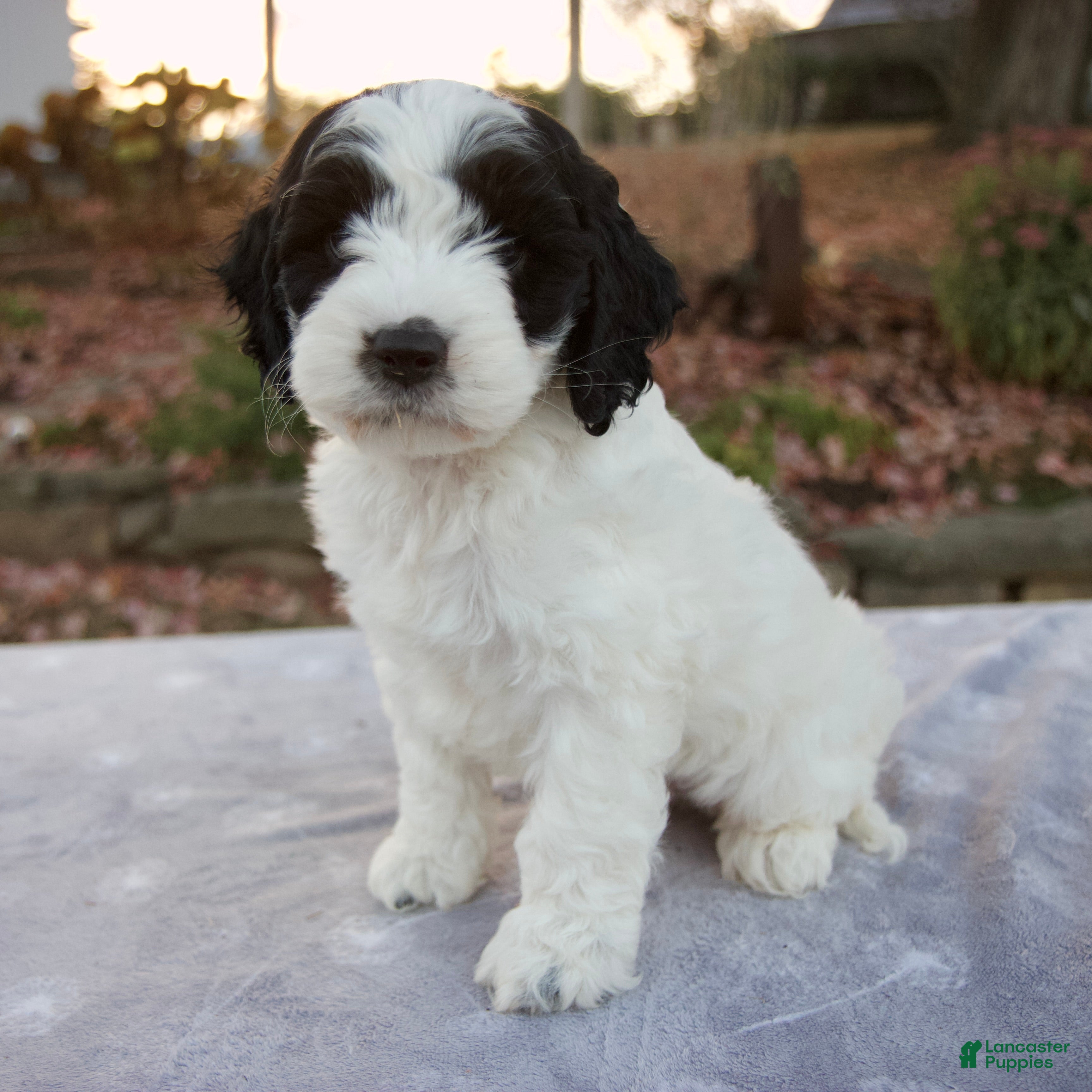 Cockapoo Puppies for sale in Cleveland, Ohio Lancaster Puppies