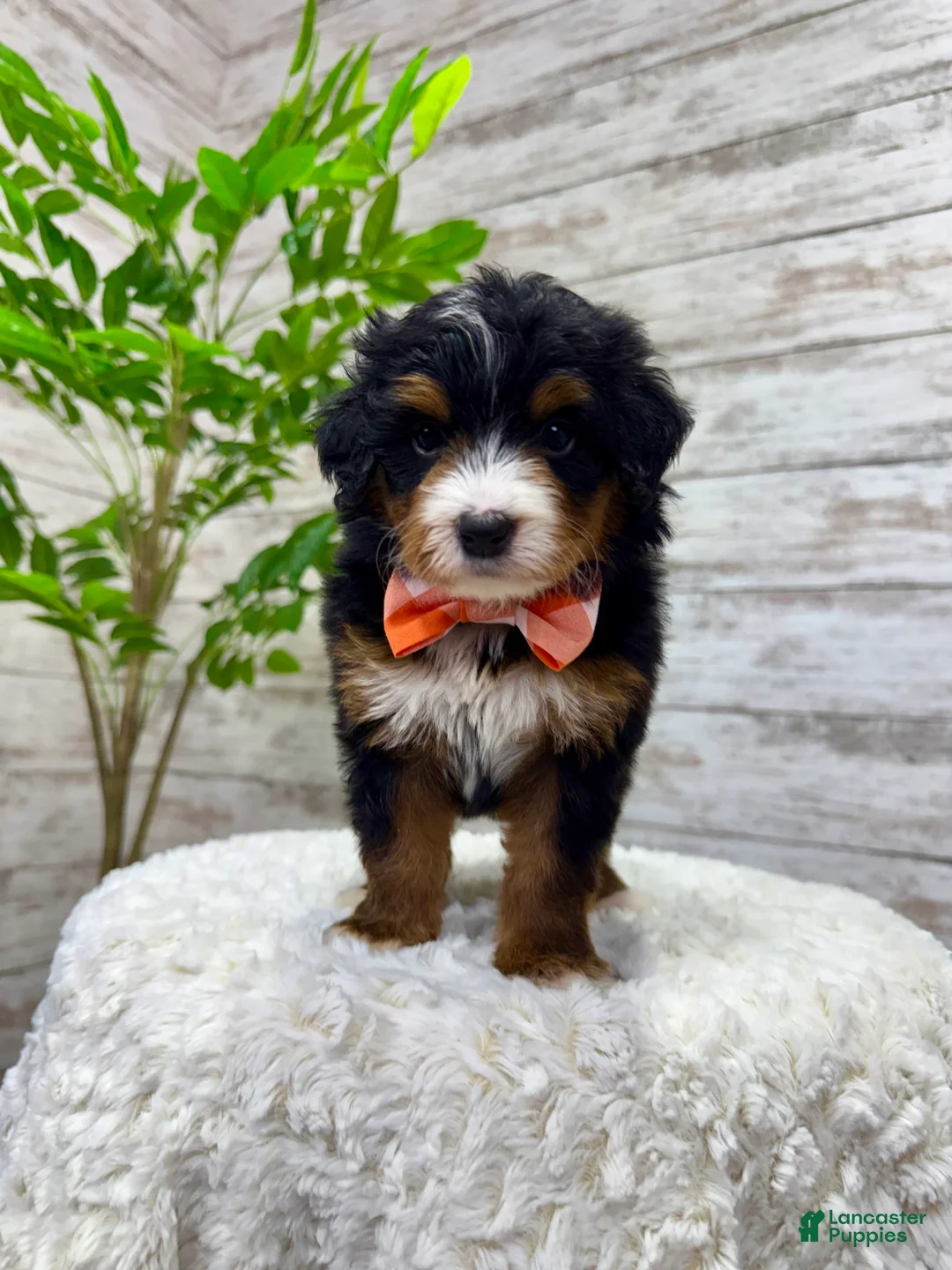 Mini Bernedoodle dogs for sale: 🥰 Macy - Ad 4