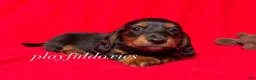Miniature Dachshund dogs for sale: Miniature Dachshund Puppy 1 - Ad 4