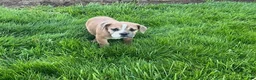 Beabull dogs for sale: Gracie - Ad 1