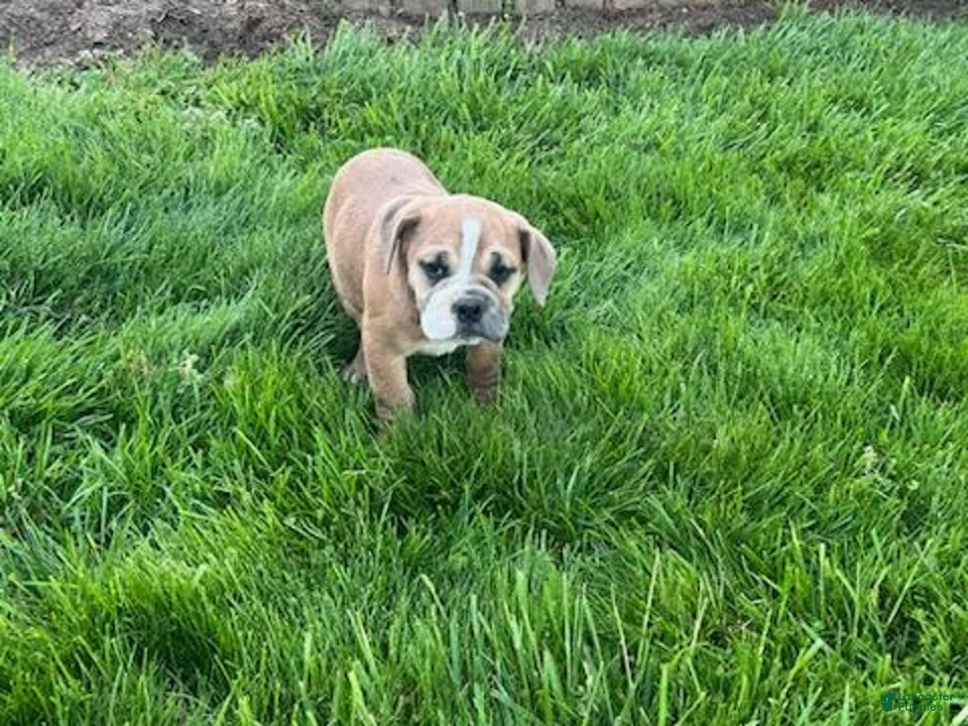 Beabull dogs for sale: Gracie - Ad 1