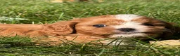 Cavapoo dogs for sale: Chestnut  - Ad 7
