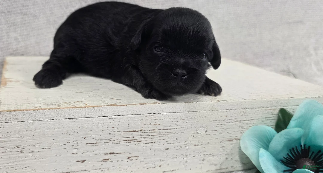 Shihpoo dogs for sale: Bear - Ad 2