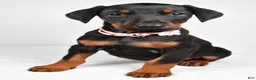 Doberman Pinscher dogs for sale: Lexi - Ad 8