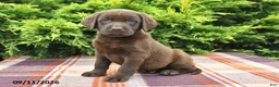 Labrador Retriever dogs for sale: Karlos - Ad 3