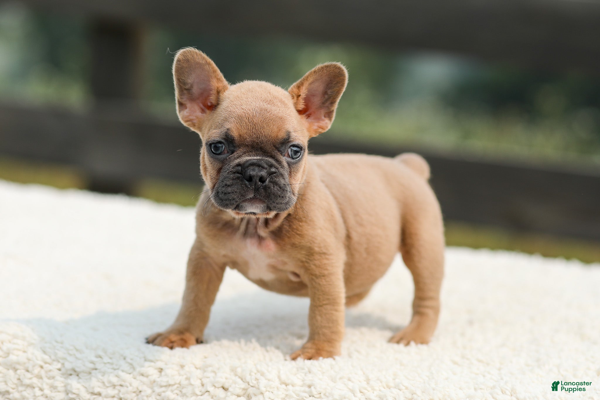 French Bulldog dogs Ian - Ad 1