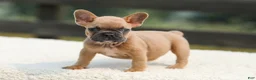 French Bulldog dogs for sale: Ian - Ad 1