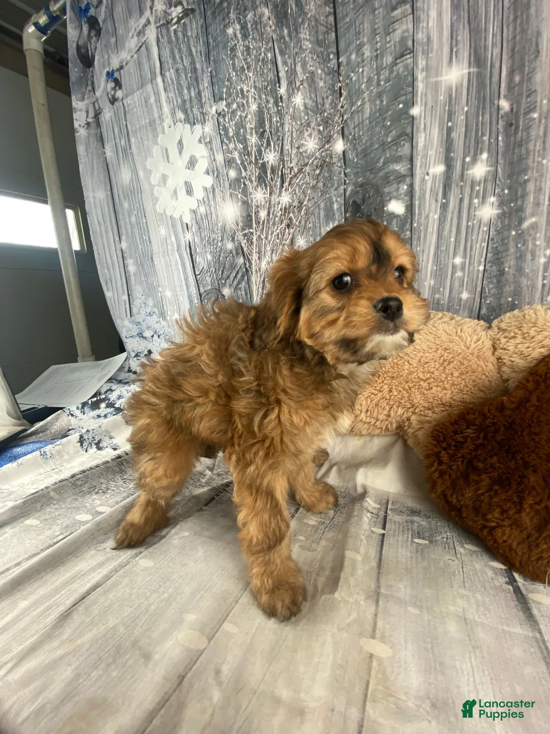 Cavapoo dogs for sale: Lady - Ad 3